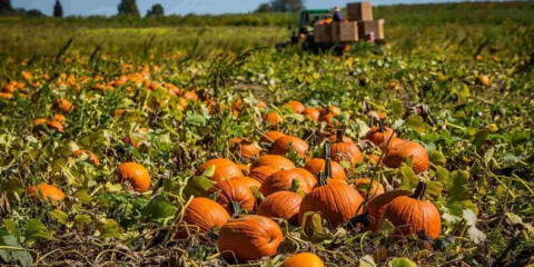 Kdy odstranit dýně z lože skladování v 2022